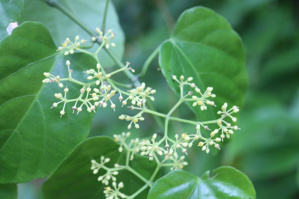 Cissus verticillata (L.) Nicolson & C.E.Jarvis